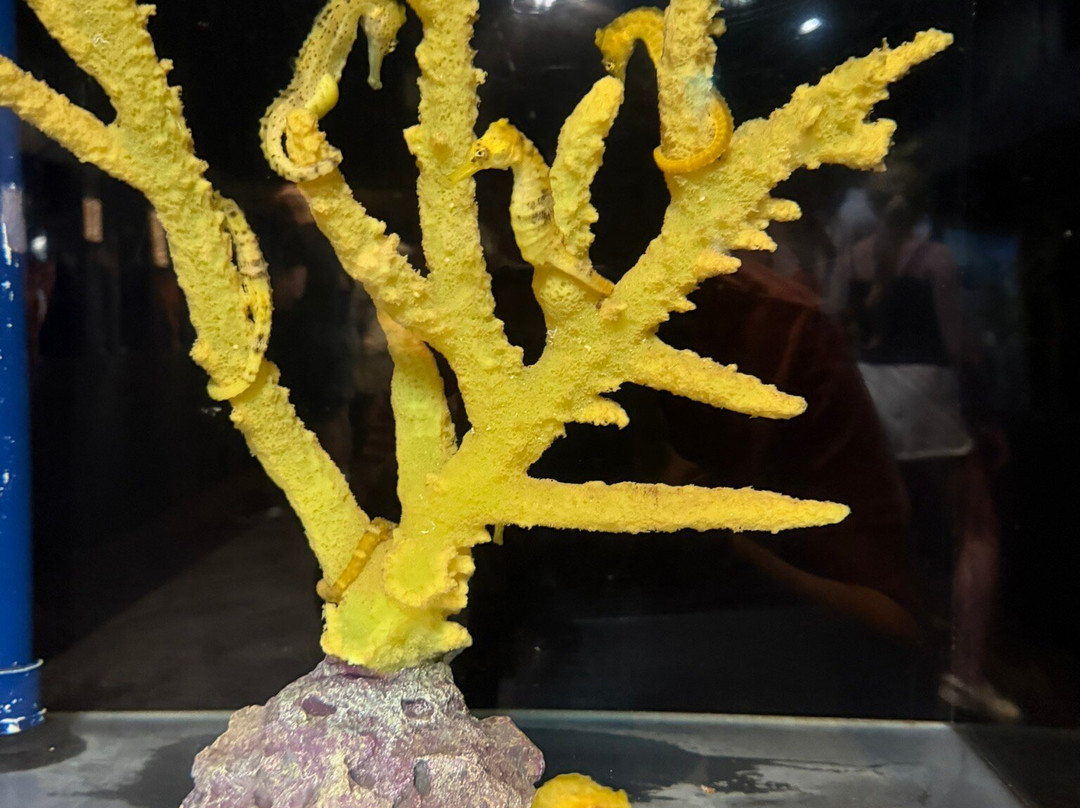 海洋骑士海马牧场-凯鲁瓦-柯纳必去景点