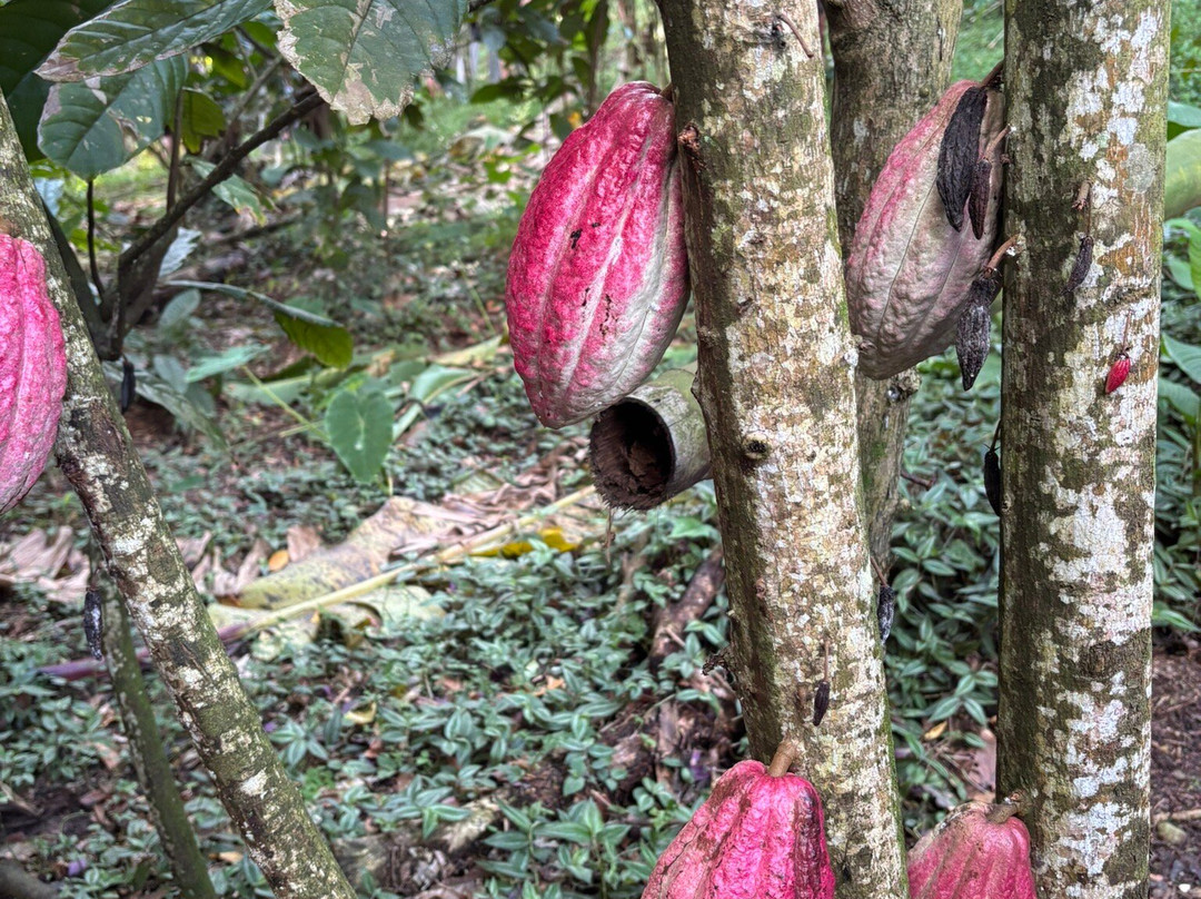 Vanibel-Vieux-Habitants必去景点
