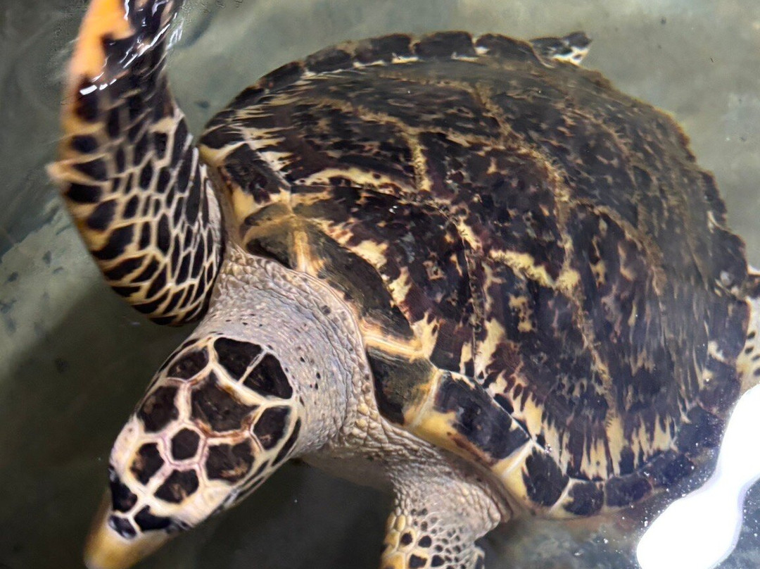 Sri Lanka Driver Tours-Yatiyana必去景点