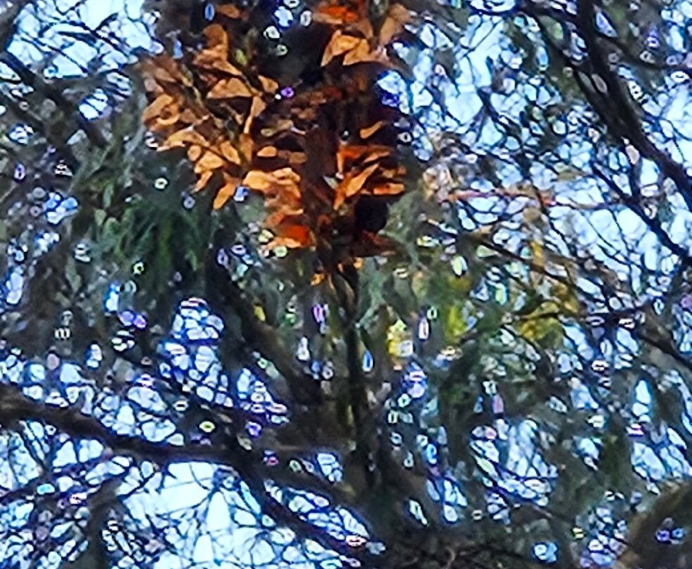 天然桥州立海滩-圣克鲁斯必去景点