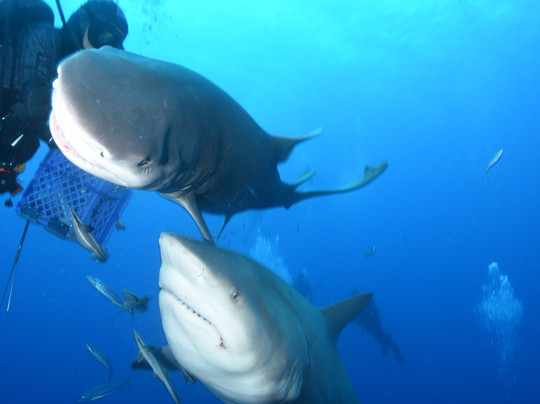 Salty Divers-朱庇特必去景点