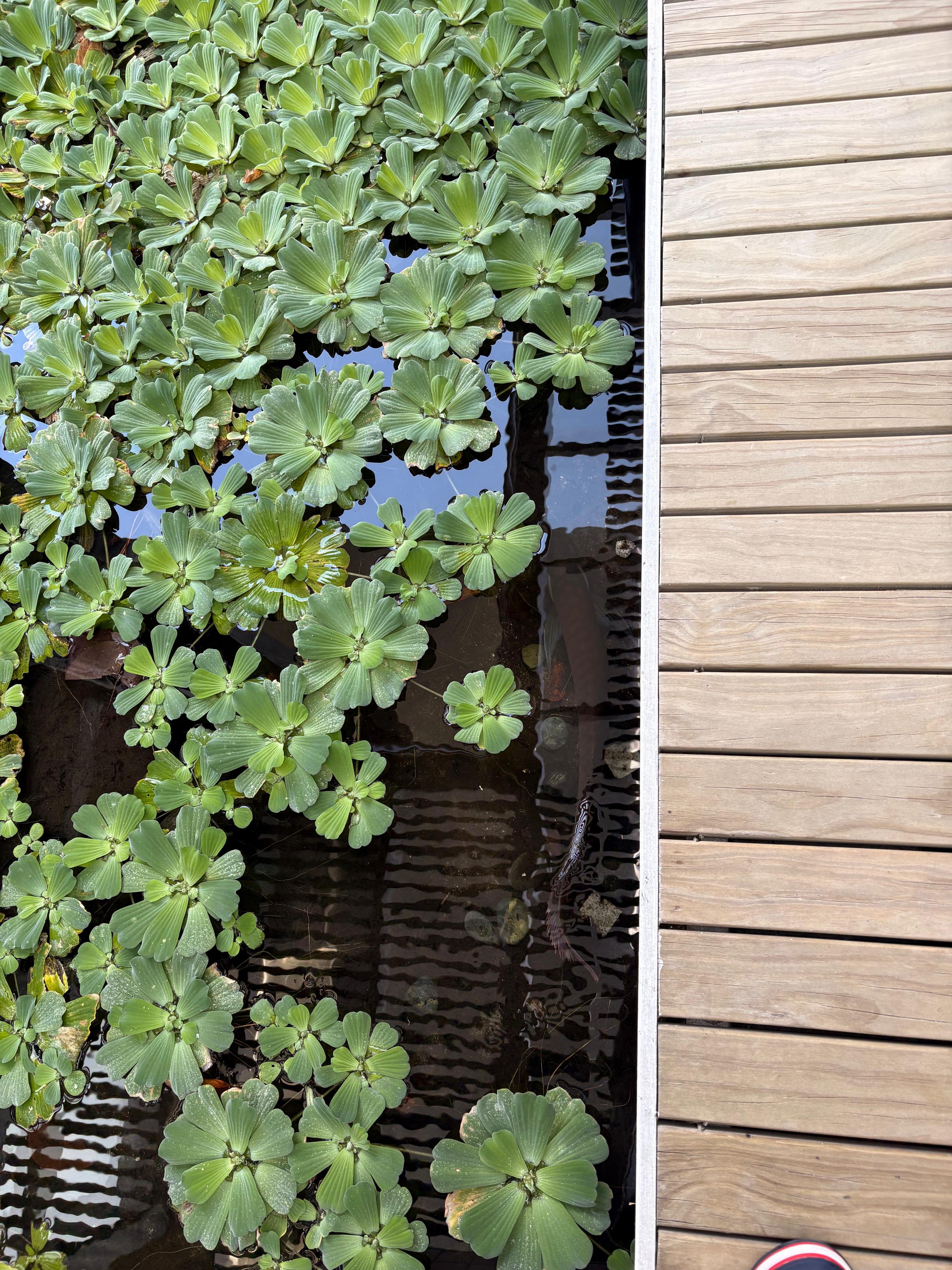 Oblu Select Sangeli-浴室