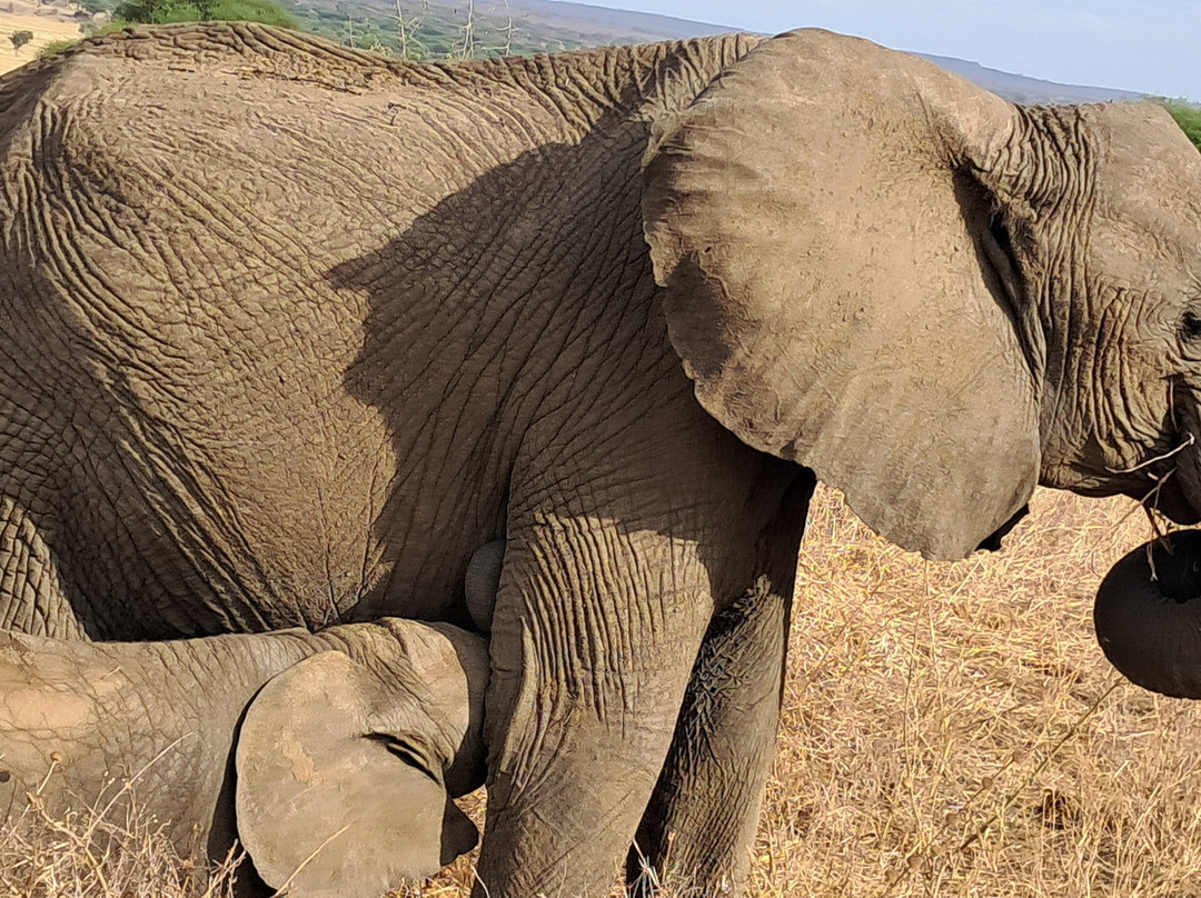 Leopard Tours Limited-阿鲁沙必去景点