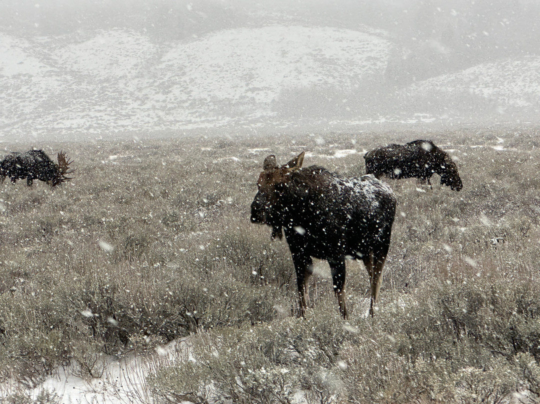 Old Faithful Snowmobile Tours - Day Tours-杰克逊必去景点