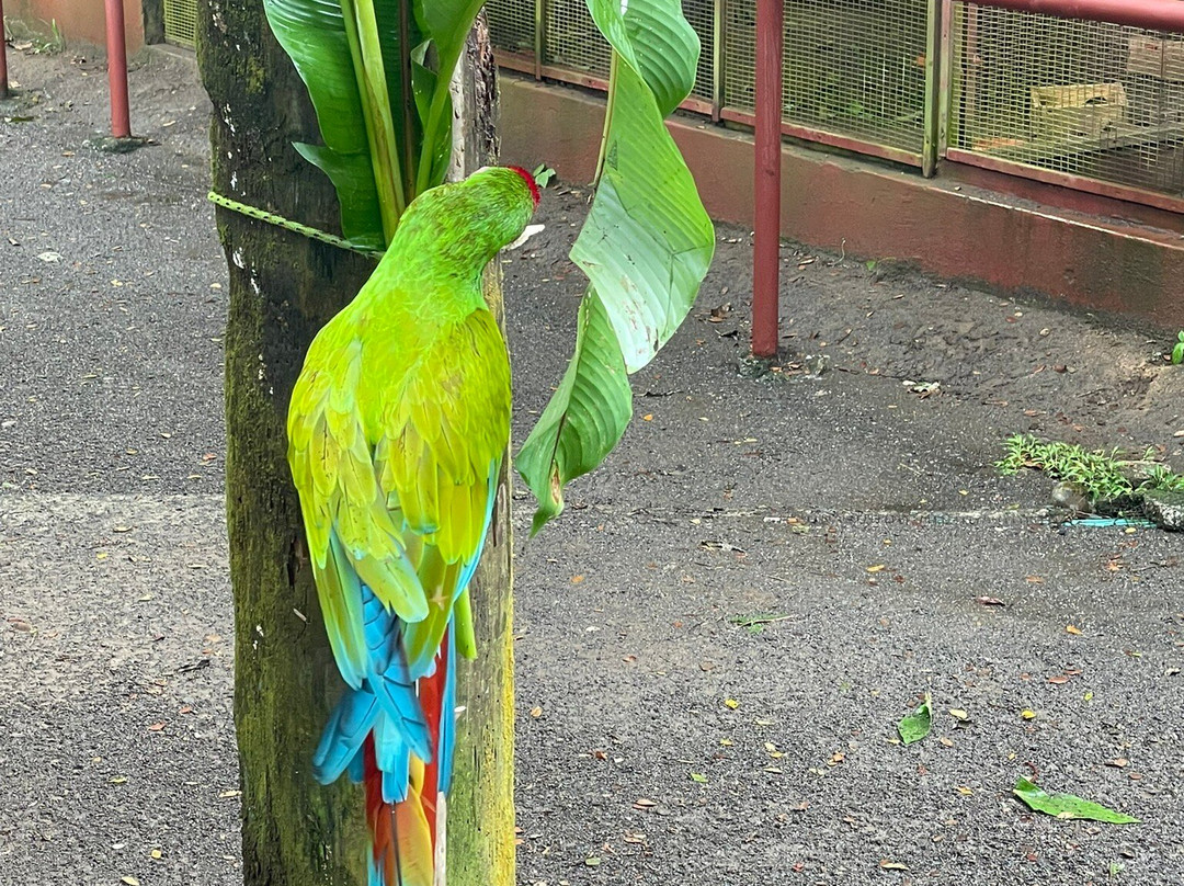 Jaguar Rescue Center-旧港必去景点