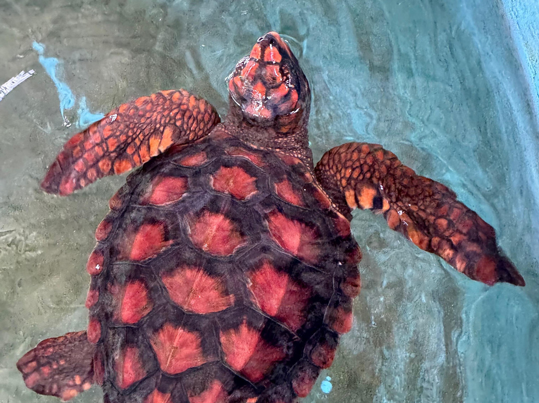 Sea Turtle Farm Galle Mahamodara-加勒必去景点