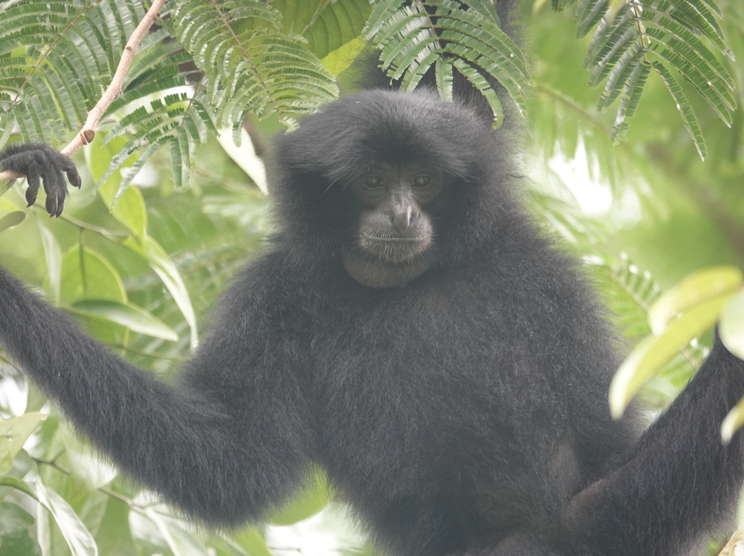 SUMECO (Sumatra Ecoproject)-武吉拉旺必去景点