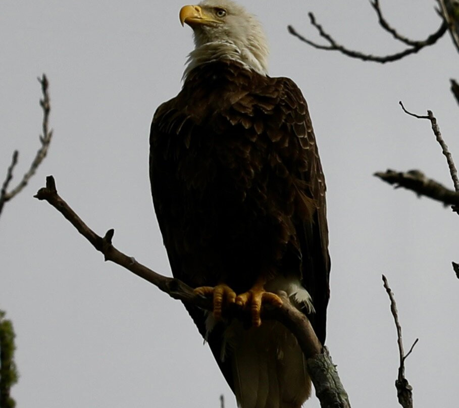 The Last Wilderness Swamp Tour-Plaquemine必去景点