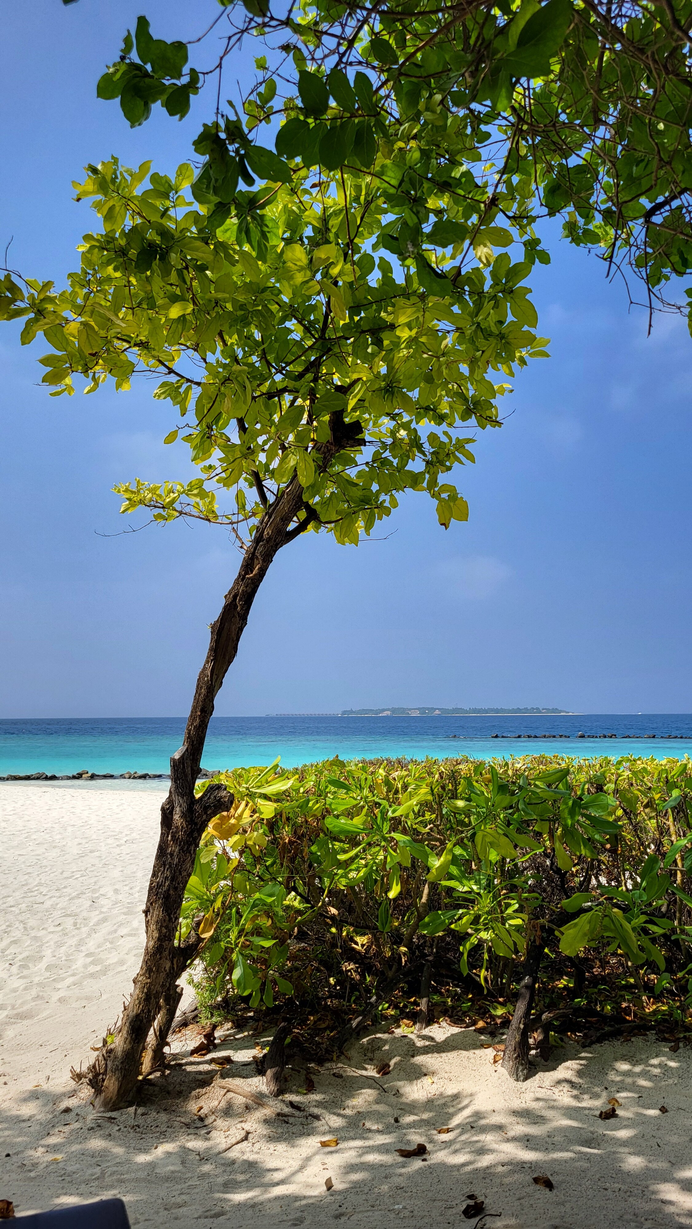 Dhigali Maldives-官方