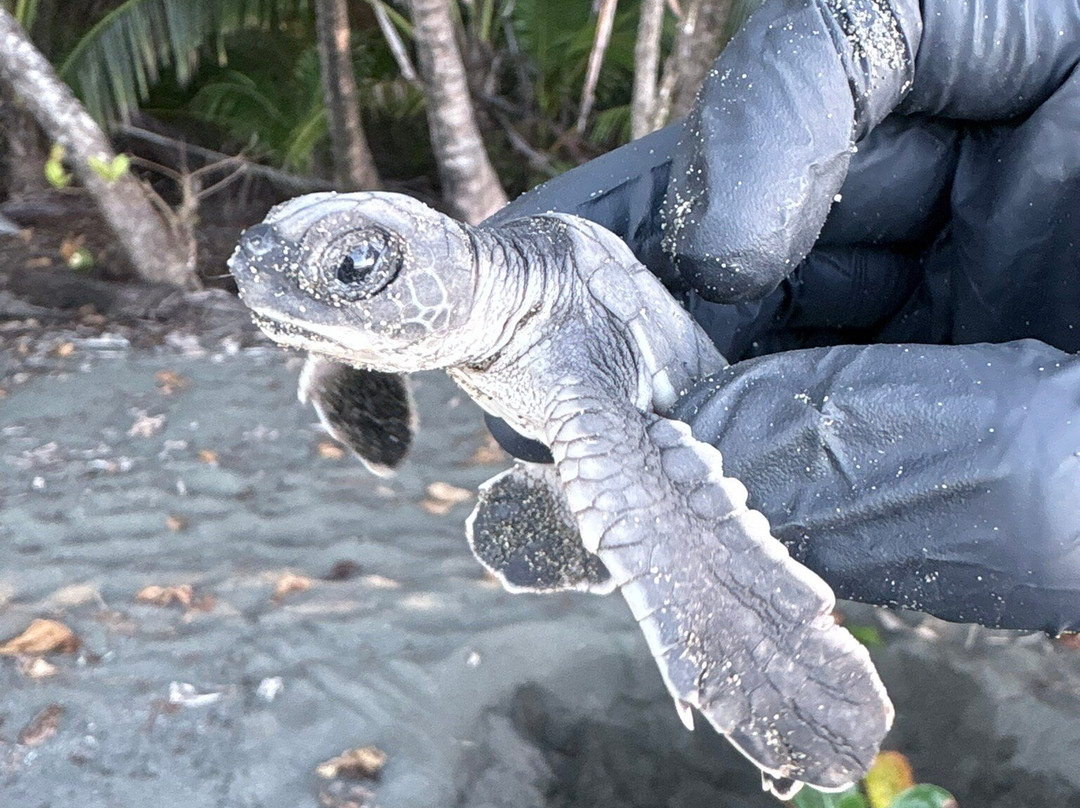 Osa Conservation Campus-希门尼斯港必去景点