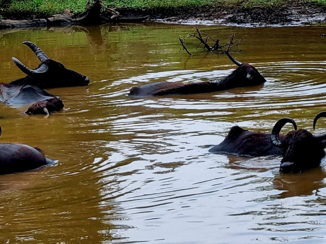 Nath Travel-加勒必去景点