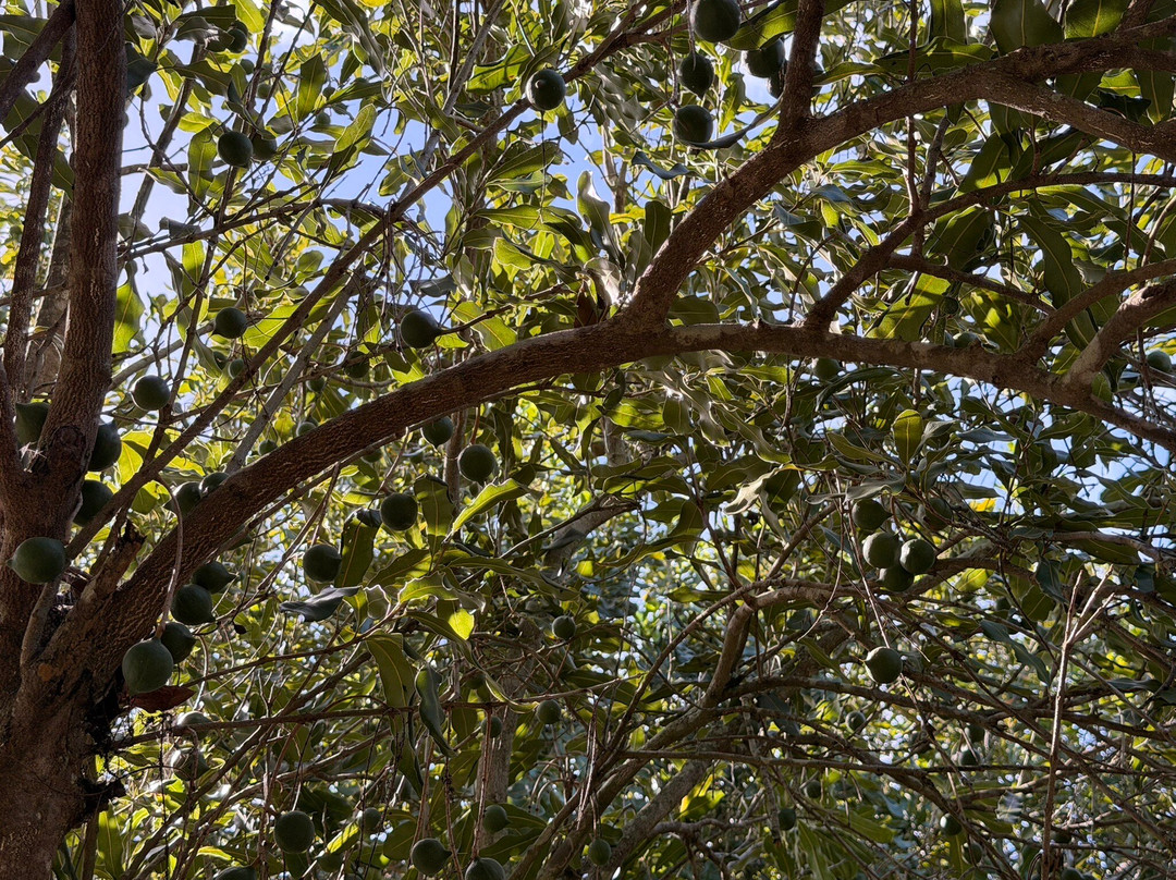 Macadamias Australia-邦德堡必去景点