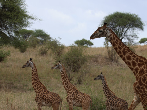 Kilimanjaro Adventure Safari Club-阿鲁沙必去景点