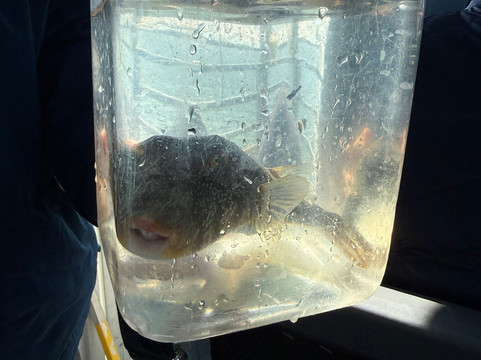 Sarasota Bay Explorers-萨拉索塔必去景点