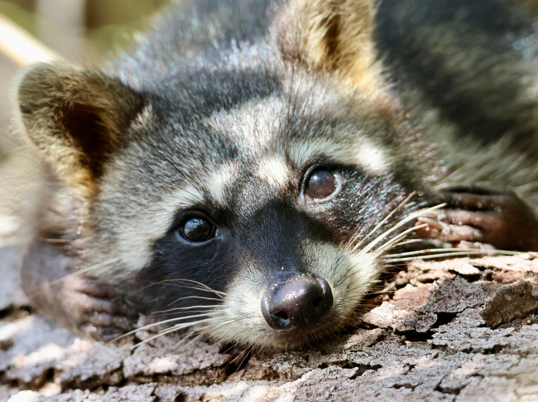 Manuel Tour Guide-卡维塔必去景点