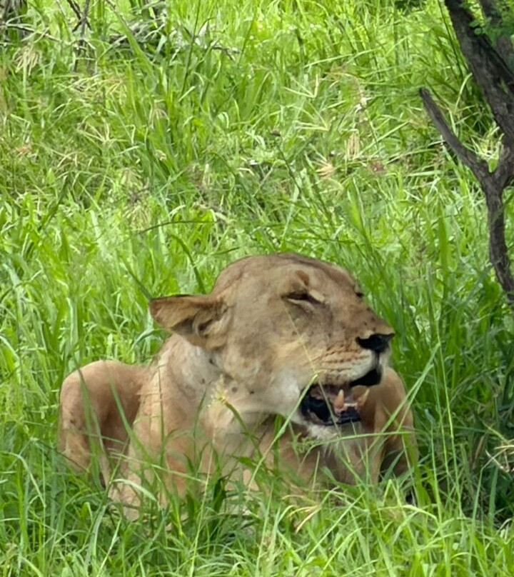 Saadani Tour Operator-巴加莫约必去景点