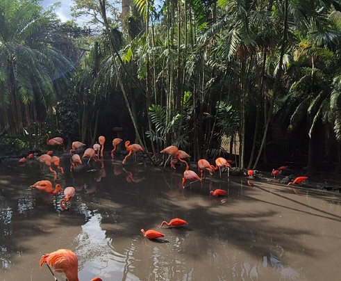 Zoo de Martinique-Le Carbet必去景点