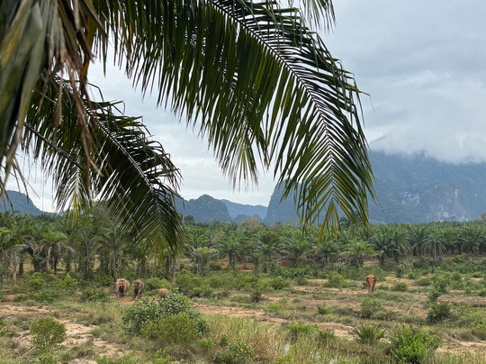 Following Giants - Krabi-Khlong Hin必去景点