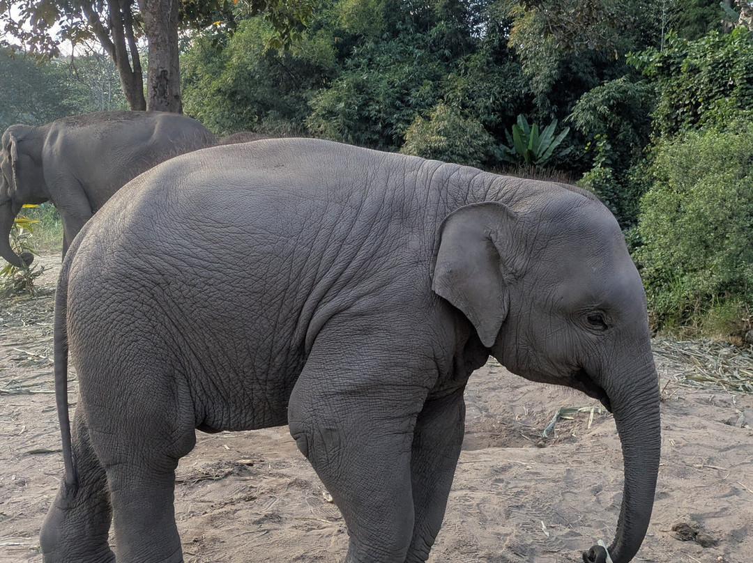 Pon Elephant Thailand-清迈必去景点