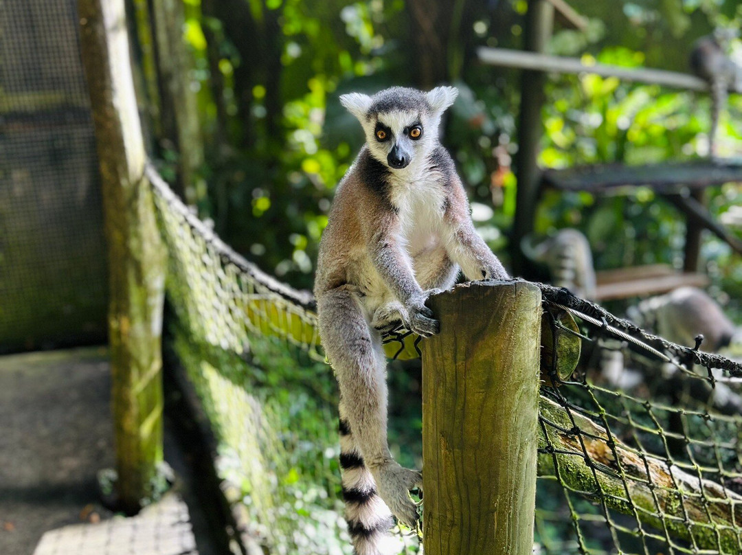 Zoo De Guadeloupe Au Parc Des Mamelles-Bouillante必去景点