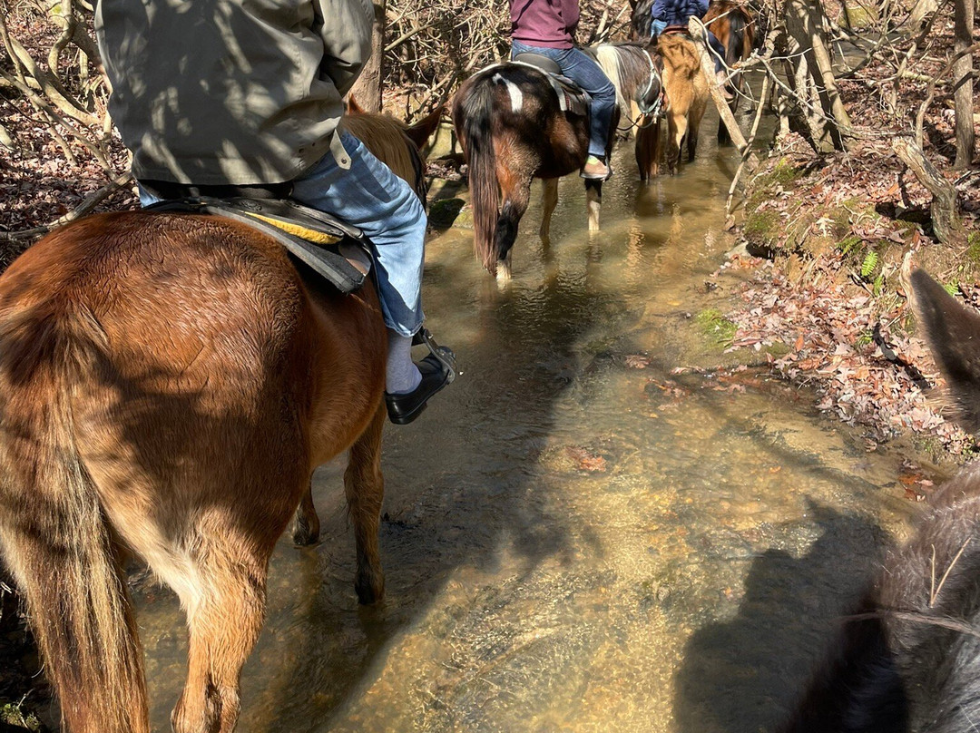 Blanche Manor Horseback Riding-Copperhill必去景点