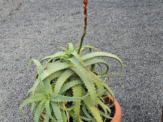 Lanzaloe-兰萨罗特必去景点