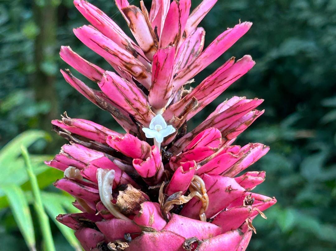 NexusTours-圣何塞必去景点