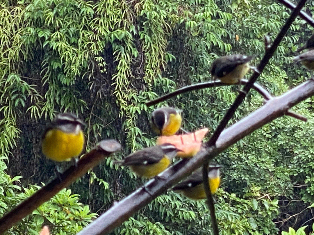 Tranquilo Bay Eco Adventure Lodge主图