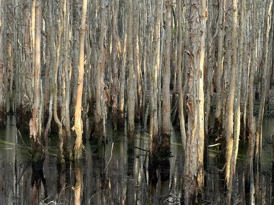 Coombabah Lakes Conservation Area-Coombabah必去景点