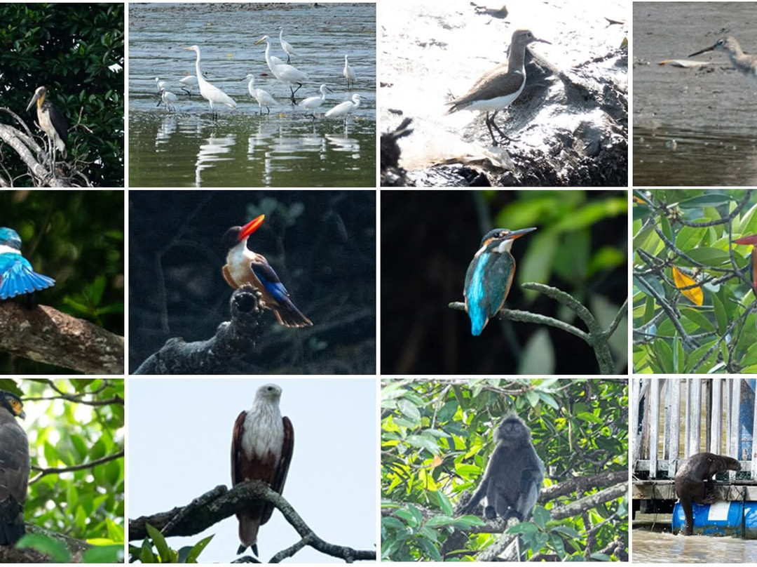 Matang Mangrove Forest Reserve-Kuala Sepetang必去景点