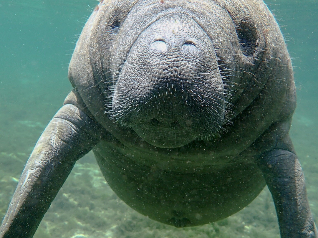 Swim With Manatees-克里斯特尔里弗必去景点