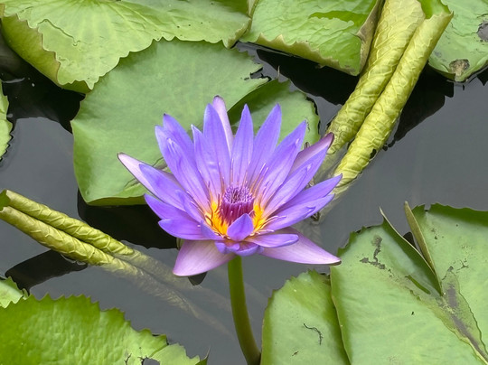 Paradisio Excursions Ile Maurice-大湾必去景点