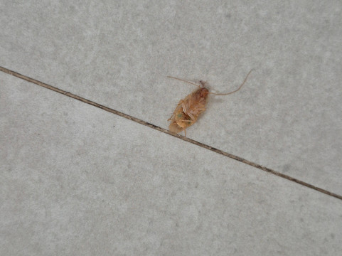 Le Mersenne Zanzibar, Autograph Collection主图