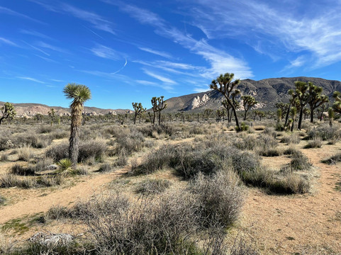 Cap Rock Trail-约书亚树国家公园必去景点