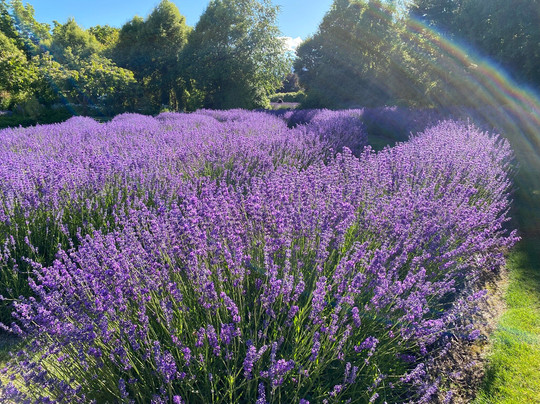 瓦纳卡薰衣草农场-瓦纳卡必去景点