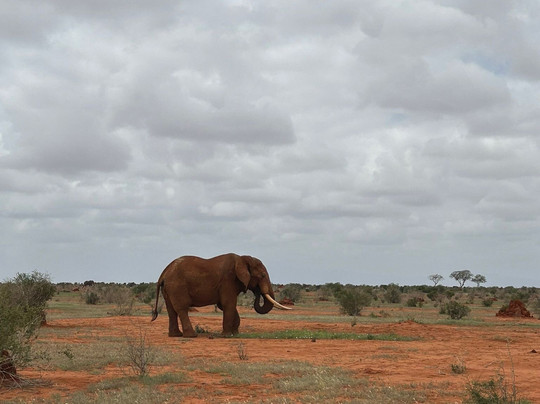 Safari In Kenya Con Matteo-瓦塔木必去景点