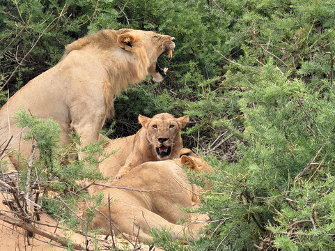 Eddison Safari Kenya-瓦塔木必去景点