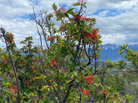 Rupestre Patagonia-纳塔莱斯港必去景点