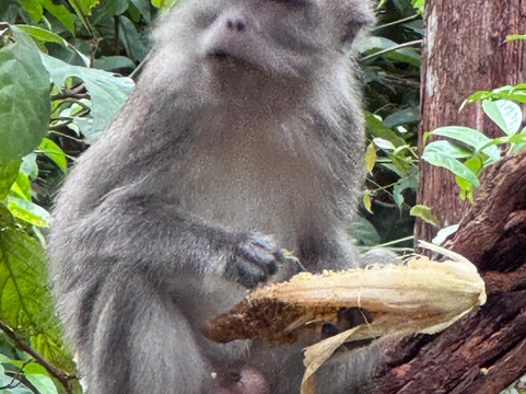 Local Guides - Tanjung Puting-Pangkalan Bun必去景点