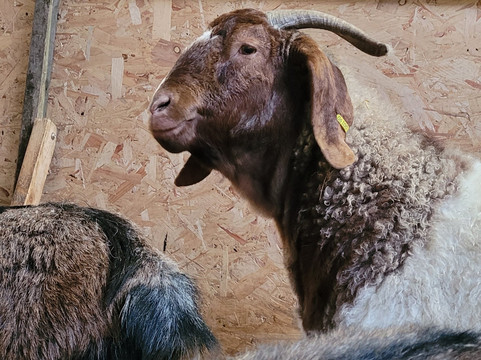 Kinedale Donkeys-Ballynahinch必去景点