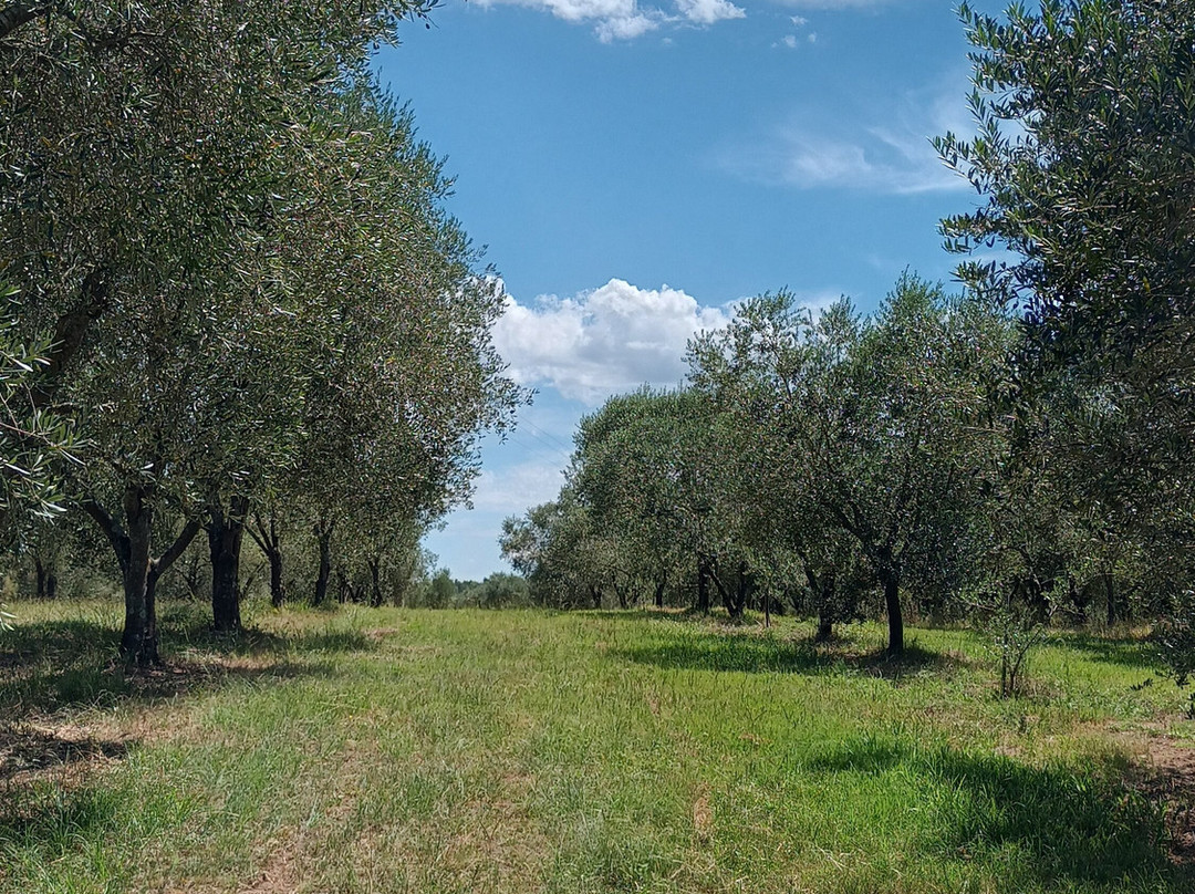 Olivo Pampa-Santana do Livramento必去景点