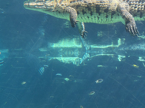 Dubai Crocodile Park-迪拜必去景点