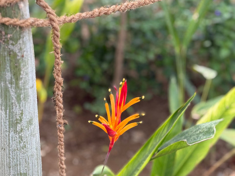 Lavender Hotels with Swimming Pool - Statue of Unity