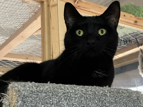 Andover Catfe-Andover必去景点