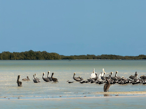 Isla De La Pasión-Holbox必去景点