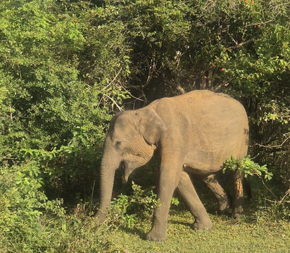 Geethmi Tours-亚洪加拉必去景点
