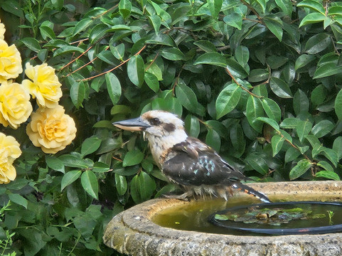格尼斯塔住宿加早餐旅馆主图