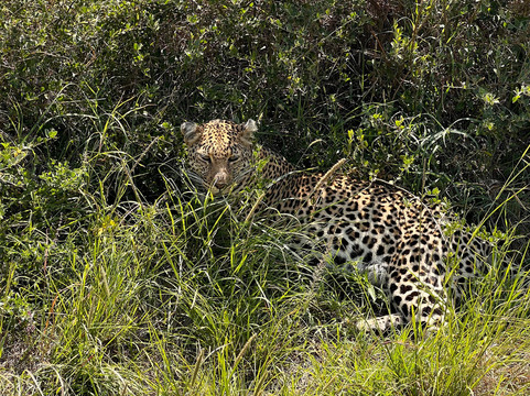 Perfect Safaris Africa-内罗毕必去景点