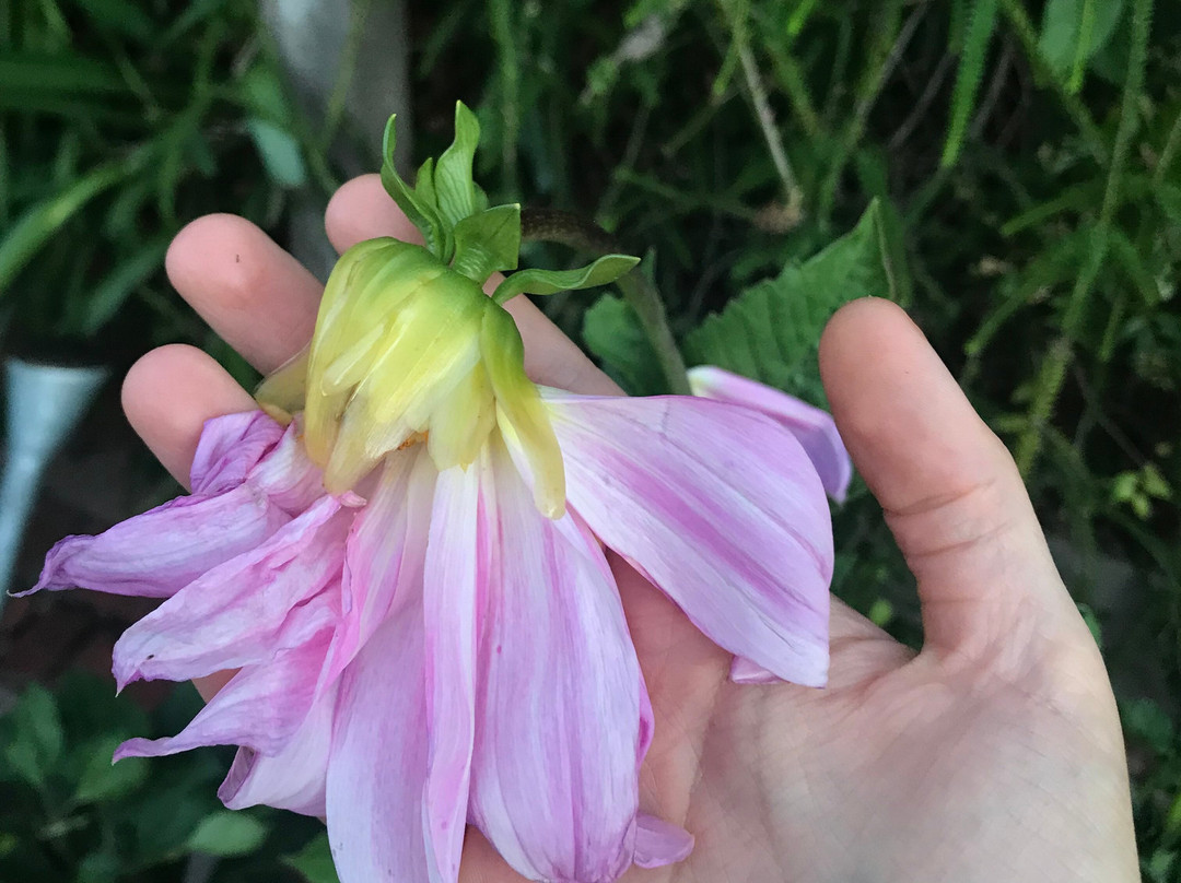 Frogmore Gardens-Blackwood必去景点