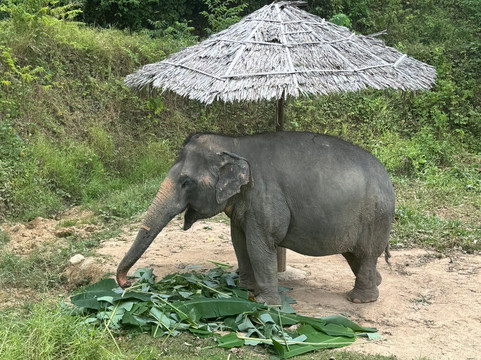 Hidden Forest Elephant Reserve-查龙必去景点